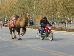 Camel Motorbike