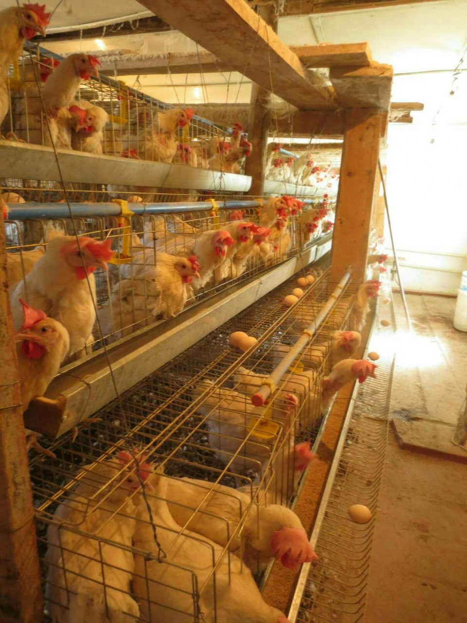 Chicken farm Kyrgyzstan