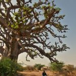 Baobab tree in Senegal