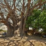 hugging biggest baobab tree in senegal