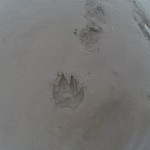 polar bear paw